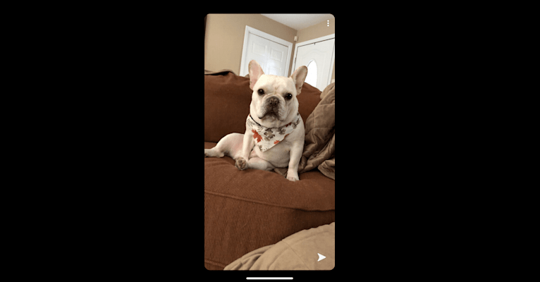 Photo of Milo, a French Bulldog  in Arkansas, USA