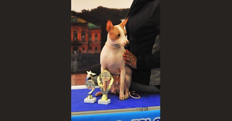 Vega, an American Hairless Terrier tested with EmbarkVet.com
