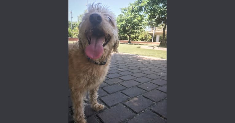 Lemon, a Labradoodle tested with EmbarkVet.com