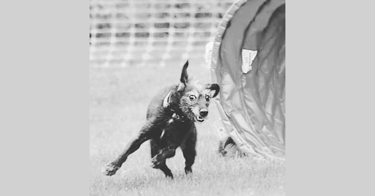 Miss Gracie Mansion OA OAJ NF, an Italian Greyhound and Poodle (Small) mix tested with EmbarkVet.com