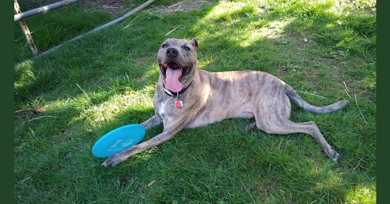 Geordi, an American Pit Bull Terrier and American Staffordshire Terrier mix tested with EmbarkVet.com