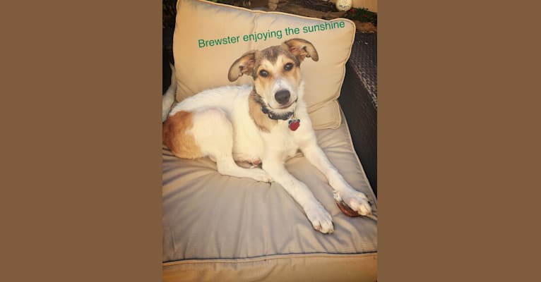 Brewster, a Great Pyrenees and Australian Cattle Dog mix tested with EmbarkVet.com