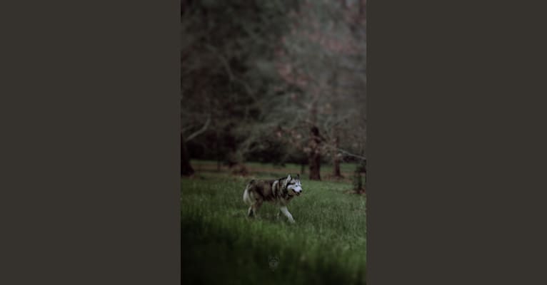 Apollo, a Samoyed and Siberian Husky mix tested with EmbarkVet.com