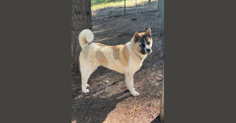 Shinshi, an Akita tested with EmbarkVet.com