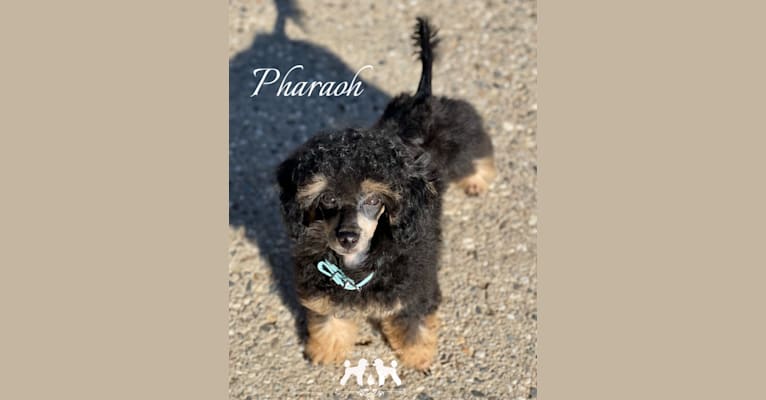 Pharaoh, a Poodle (Small) tested with EmbarkVet.com