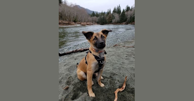 Lucy, a Formosan Mountain Dog tested with EmbarkVet.com