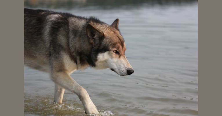 Nuka a dog tested with EmbarkVet.com