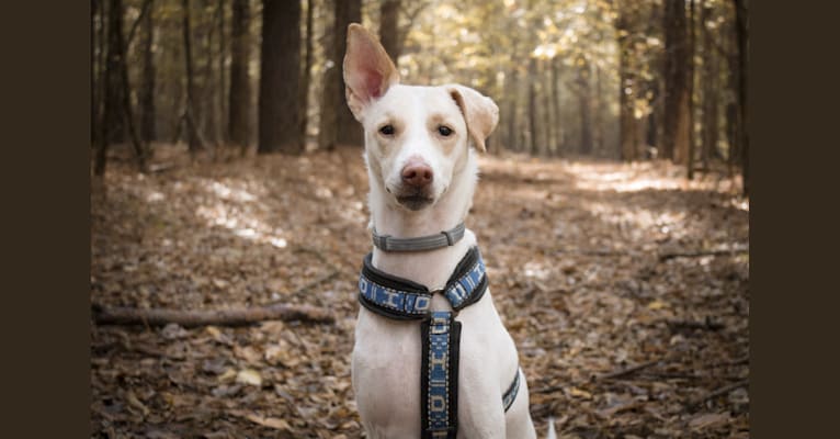 Aang, an Indian Indigenous Dog tested with EmbarkVet.com