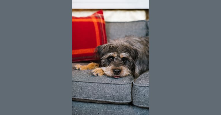 Mowgli, a Poodle (Small) and Jagdterrier mix tested with EmbarkVet.com