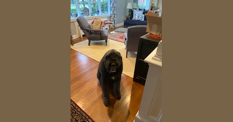 Sir Winston Churchill, a Bouvier des Flandres tested with EmbarkVet.com