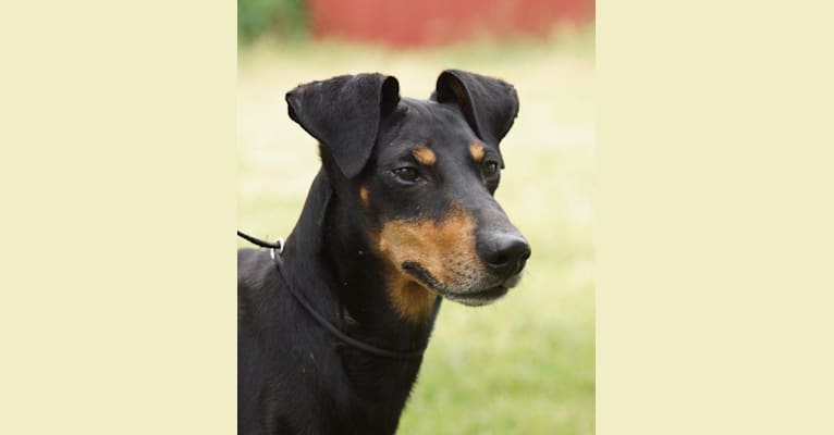 Monty, a Manchester Terrier (Standard) tested with EmbarkVet.com