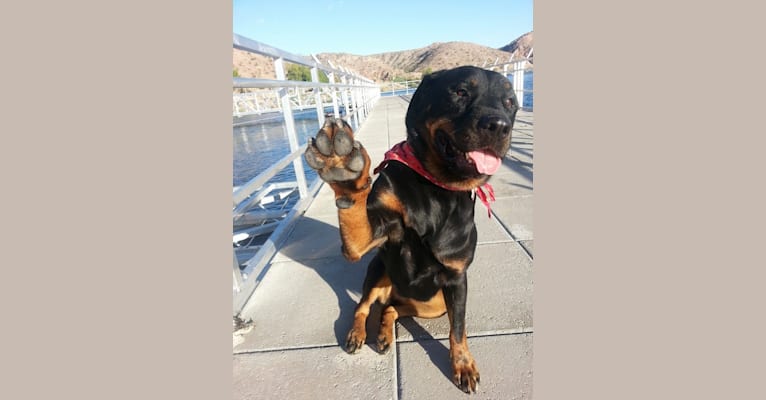 Lucy, a Rottweiler tested with EmbarkVet.com