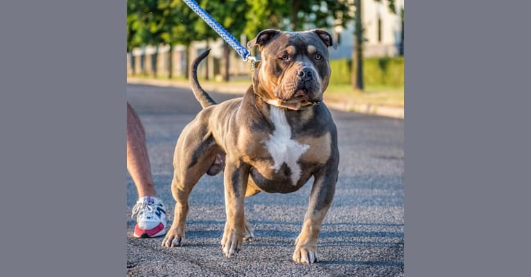 Lionheart’s Jax of Mosae Bully Kennel, an American Bully tested with EmbarkVet.com
