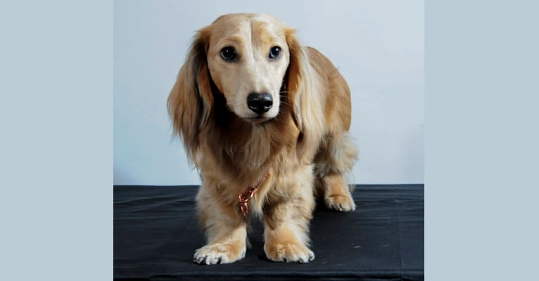 Diddy, a Dachshund tested with EmbarkVet.com