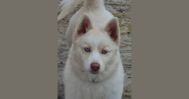 R-flocon, a Pomsky (9.4% unresolved) tested with EmbarkVet.com