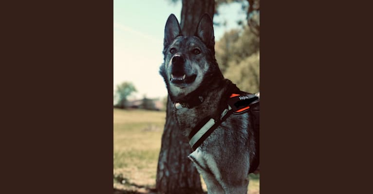 Alpha, an Alaskan Malamute and German Shepherd Dog mix tested with EmbarkVet.com