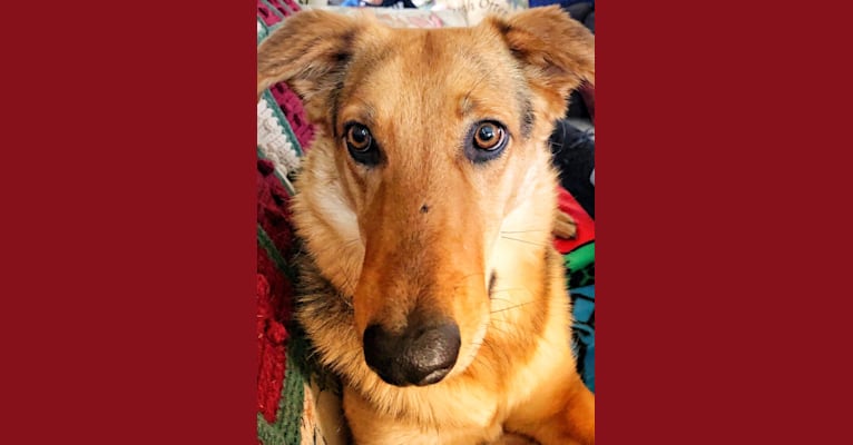 Annie, a German Shepherd Dog and Labrador Retriever mix tested with EmbarkVet.com