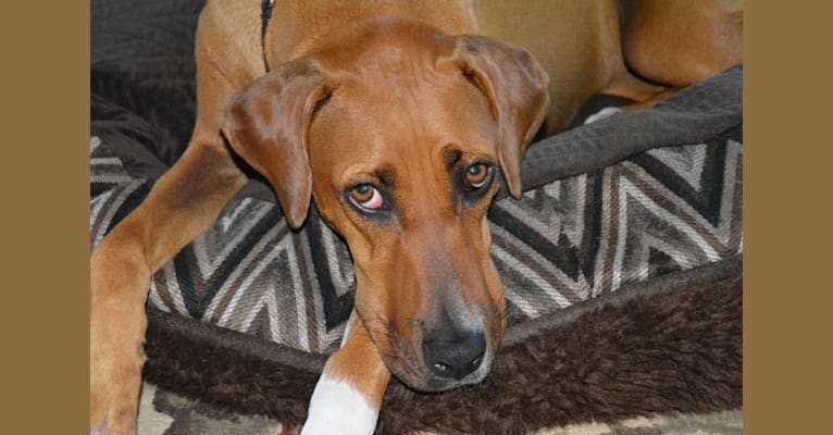 Lexi, a Doberman Pinscher and Boxer mix tested with EmbarkVet.com