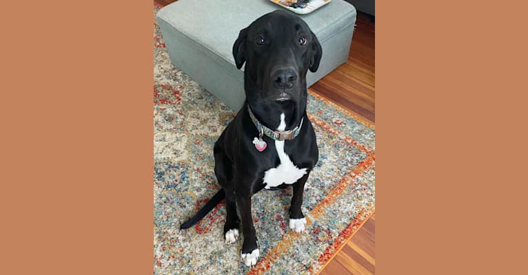 Beau, a Catahoula Leopard Dog and Great Dane mix tested with EmbarkVet.com