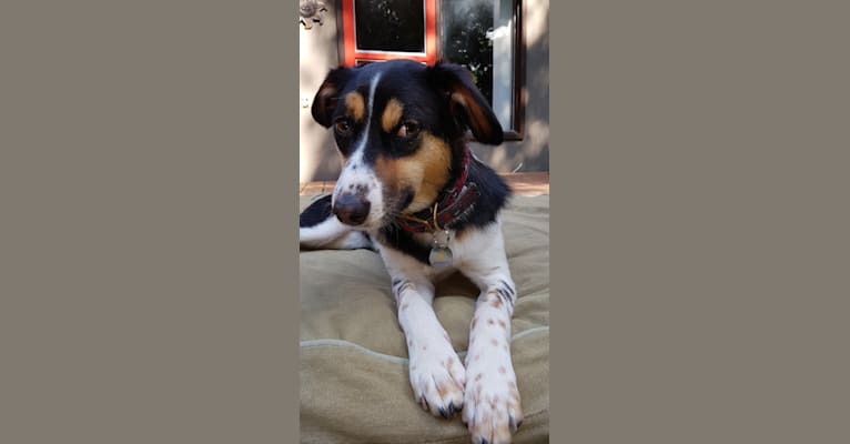 Roma, a South Asian Village Dog tested with EmbarkVet.com