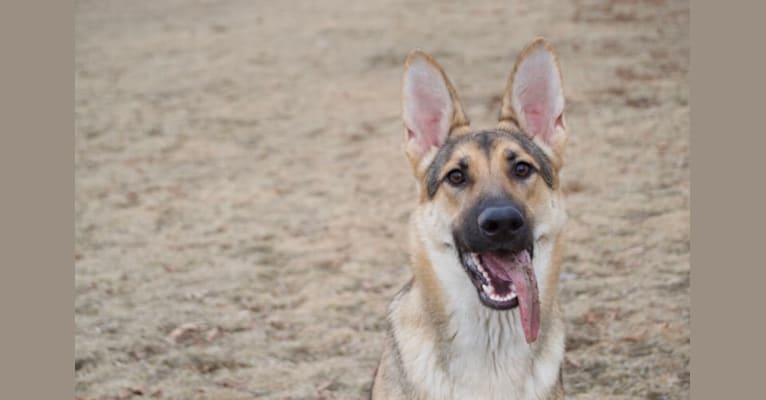 Sloan, a German Shepherd Dog tested with EmbarkVet.com
