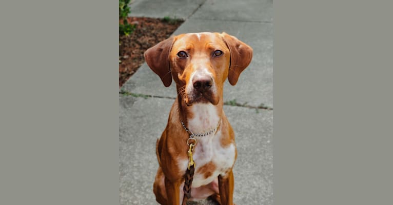 Tula, a Pointer and Llewellin Setter mix tested with EmbarkVet.com