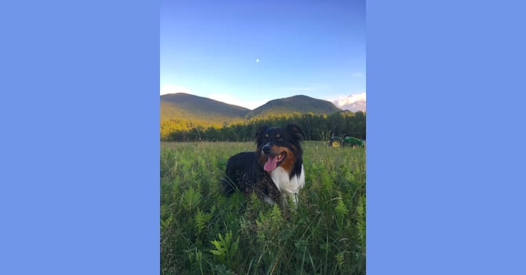 Photo of Wyeth, an English Shepherd  in Montpelier, Vermont, USA