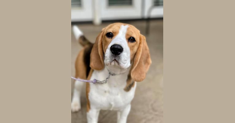 Charity, a Beagle tested with EmbarkVet.com