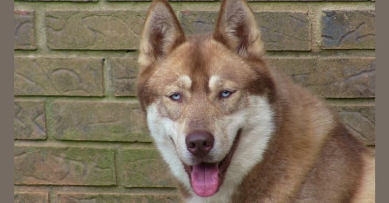 Mona Lucy Sshk, a Siberian Husky tested with EmbarkVet.com