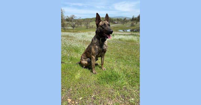 Layla, a Dutch Shepherd tested with EmbarkVet.com