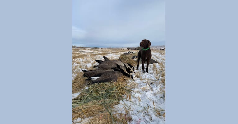 Photo of Cedarwood Canadian Quill, a Pudelpointer  in Boise, ID, USA