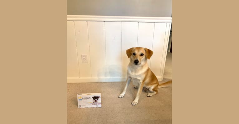 Daisy, a Treeing Walker Coonhound and Chow Chow mix tested with EmbarkVet.com