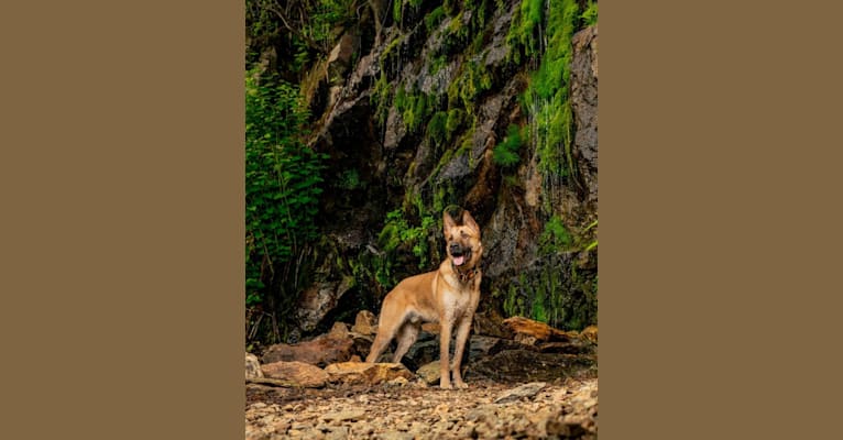 Everhett, a German Shepherd Dog and Australian Cattle Dog mix tested with EmbarkVet.com