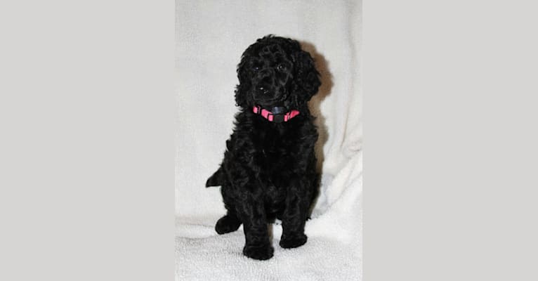 Sadie, a Poodle (Standard) tested with EmbarkVet.com
