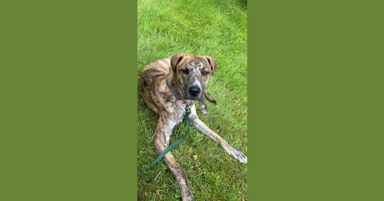 Taiga, an American Pit Bull Terrier and Newfoundland mix tested with EmbarkVet.com