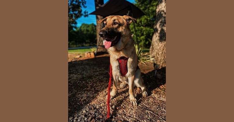 Strider, a German Shepherd Dog tested with EmbarkVet.com