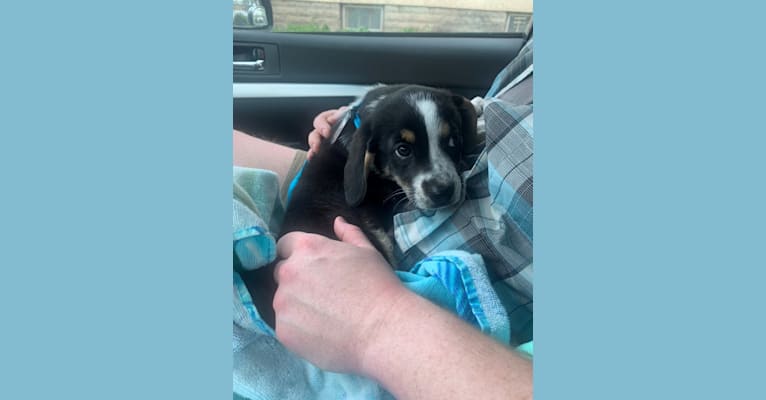 Silas, a Treeing Walker Coonhound and Beagle mix tested with EmbarkVet.com