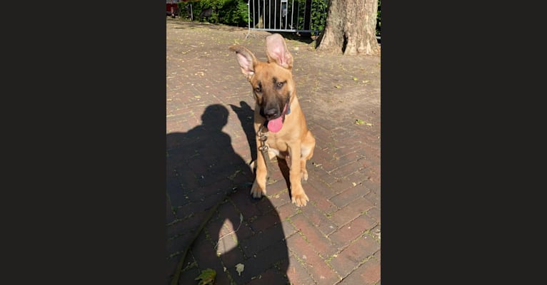 Photo of Keesje, a German Shepherd Dog, Boxer, and Mixed mix in Amsterdam, North Holland, Netherlands