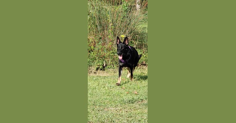 Carmen, a German Shepherd Dog tested with EmbarkVet.com