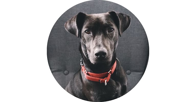 Archer, a Staffordshire Terrier and Labrador Retriever mix tested with EmbarkVet.com