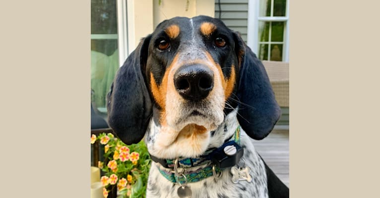 June, an American English Coonhound tested with EmbarkVet.com