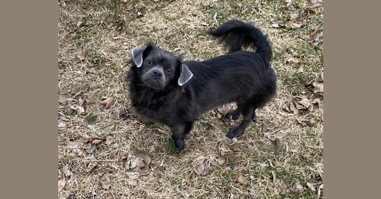 Ruby, a Chihuahua and Shih Tzu mix tested with EmbarkVet.com