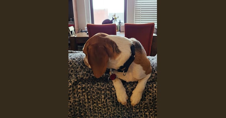 Bingo, a Beagle tested with EmbarkVet.com