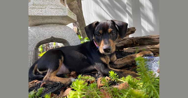 Photo of Sergeant, a Chihuahua, Dachshund, Beagle, and Mixed mix in Mississippi, USA