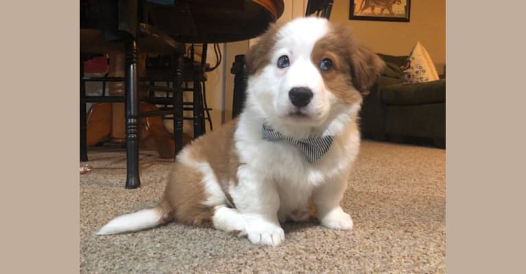 Banjo, an Australian Cattle Dog and Australian Shepherd mix tested with EmbarkVet.com