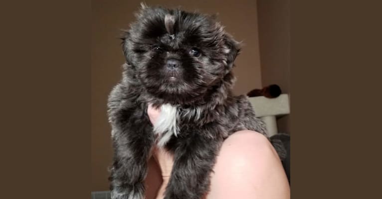 Morpheus, a Shih Tzu tested with EmbarkVet.com