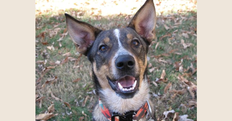 Oscar, an Australian Cattle Dog and German Shepherd Dog mix tested with EmbarkVet.com