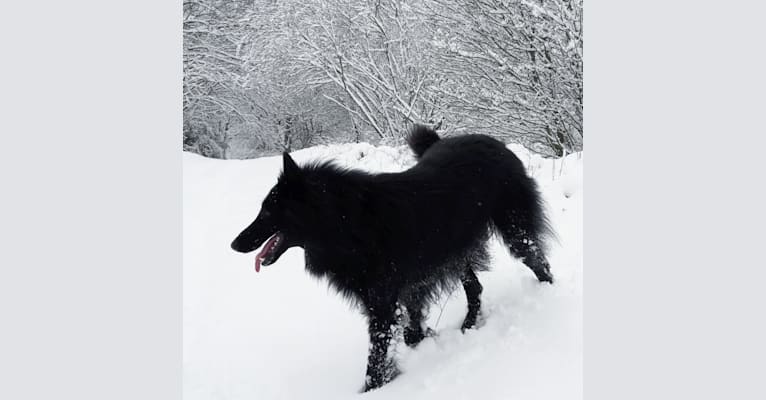 Minuit, a Belgian Shepherd tested with EmbarkVet.com