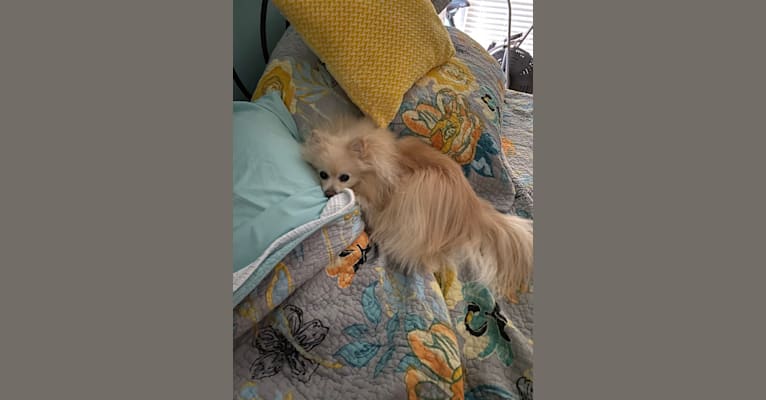 Nahla, a Pomeranian tested with EmbarkVet.com