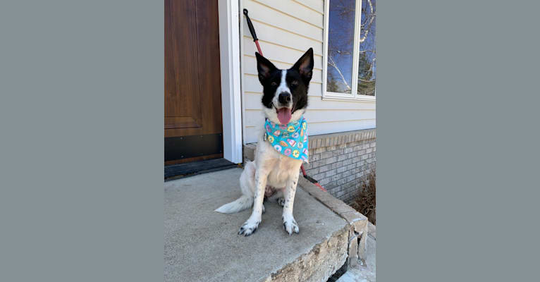 Lupita, an Australian Cattle Dog and Border Collie mix tested with EmbarkVet.com